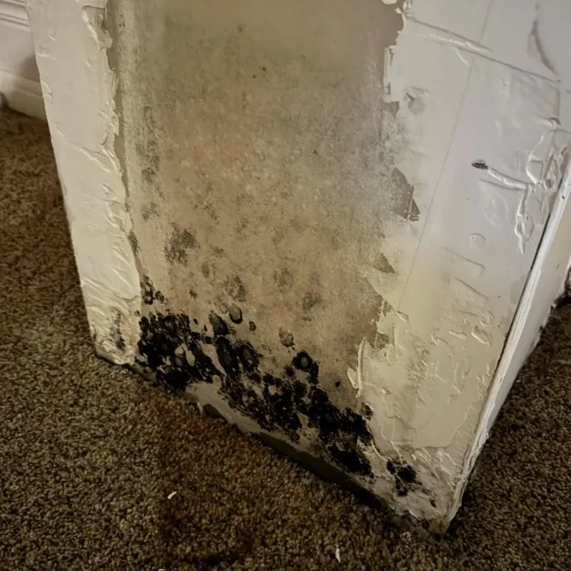 Professional Mold Removal in Tuckahoe, VA